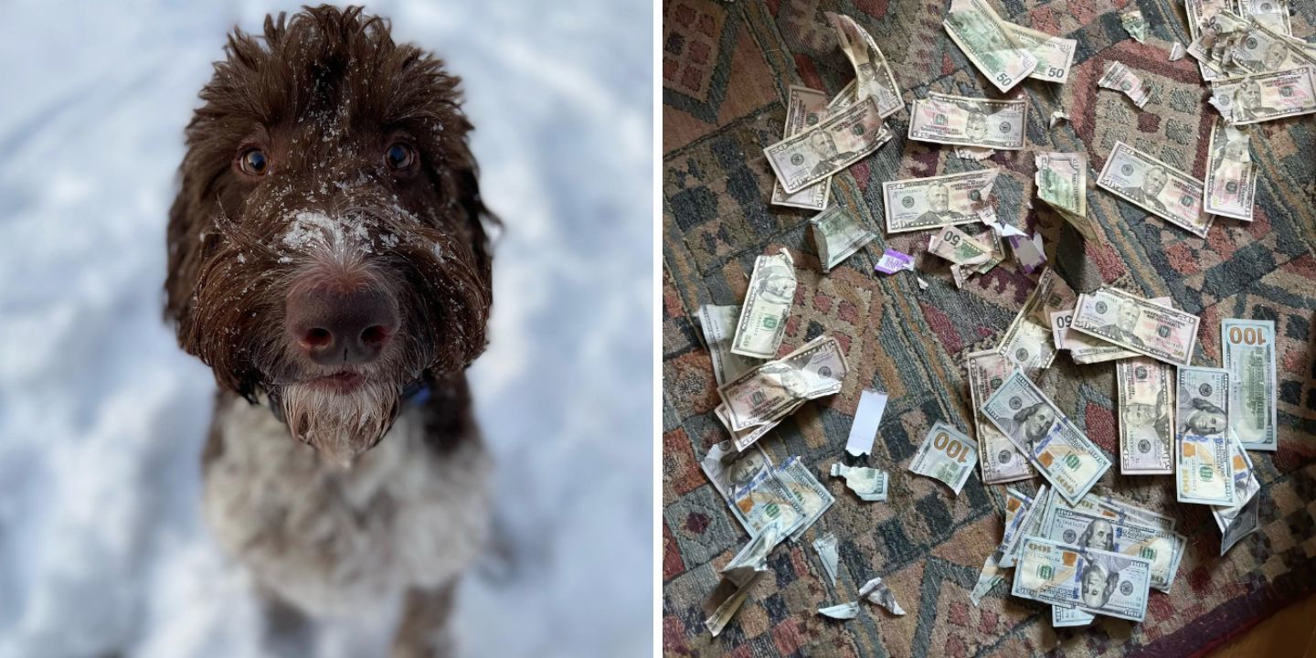 Cão come envelope com 3600€ – não vai acreditar no que os donos fizeram (veja o vídeo)