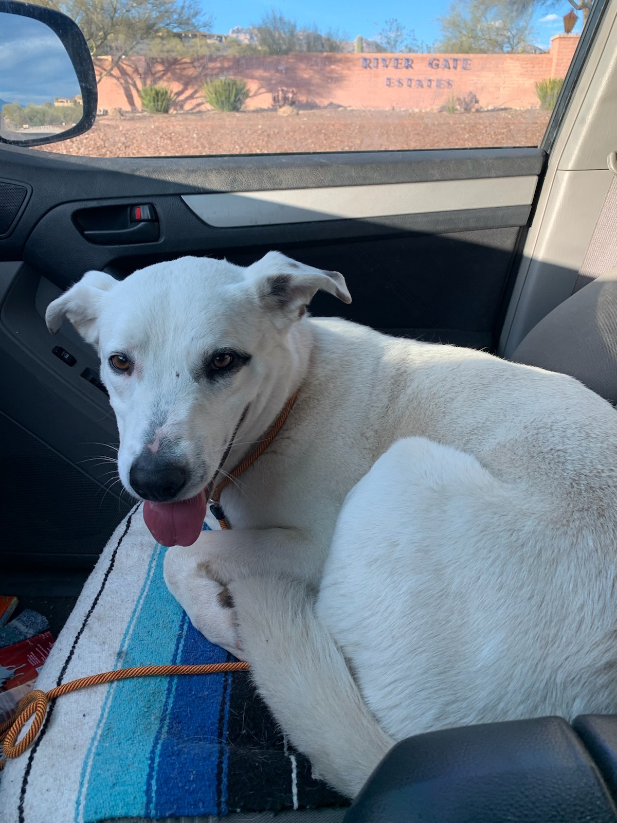 Este cão esteve perdido durante 9 meses. Mulher salvou-o de ser atacado por coiotes