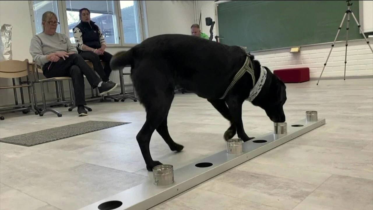 Finlândia revoluciona método de deteção de COVID-19 e treinou cães para farejarem o coronavírus
