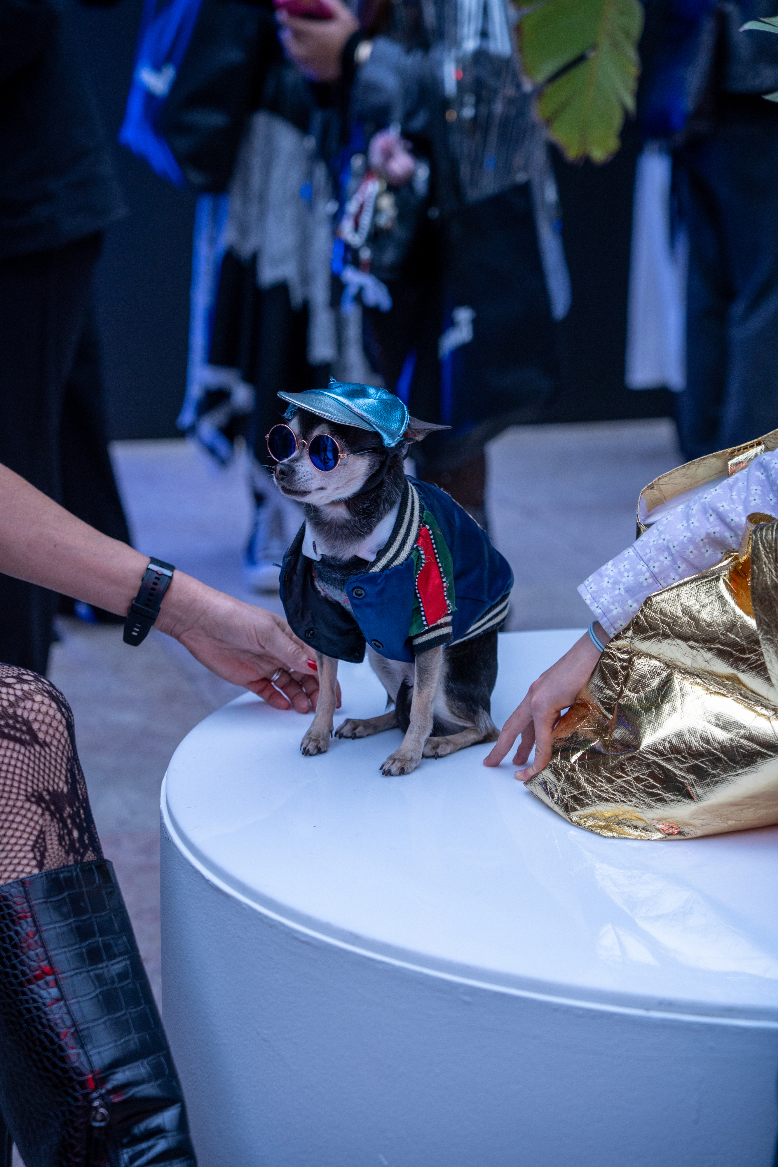 ModaLisboa. O look mais fofo que vai ver hoje é de Milo, um cão de 8 anos que “adora vestir-se bem”