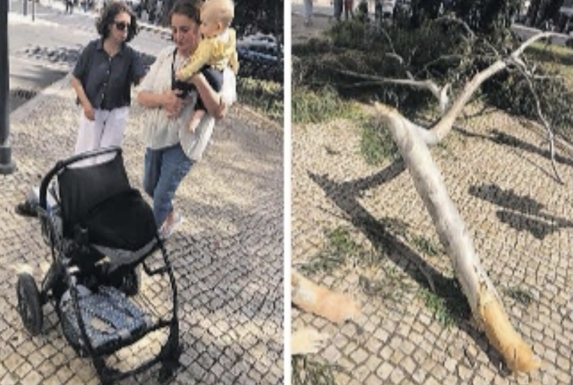 Enorme ramo de árvore cai em cima de carrinho de bebé no Jardim do Campo Grande em Lisboa