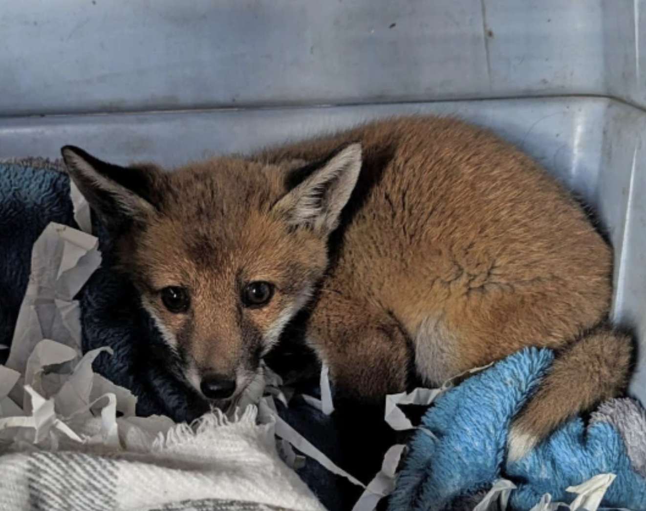 Raposa bebé encontrada num saco de plástico com um bilhete de partir o coração. Conheça a história