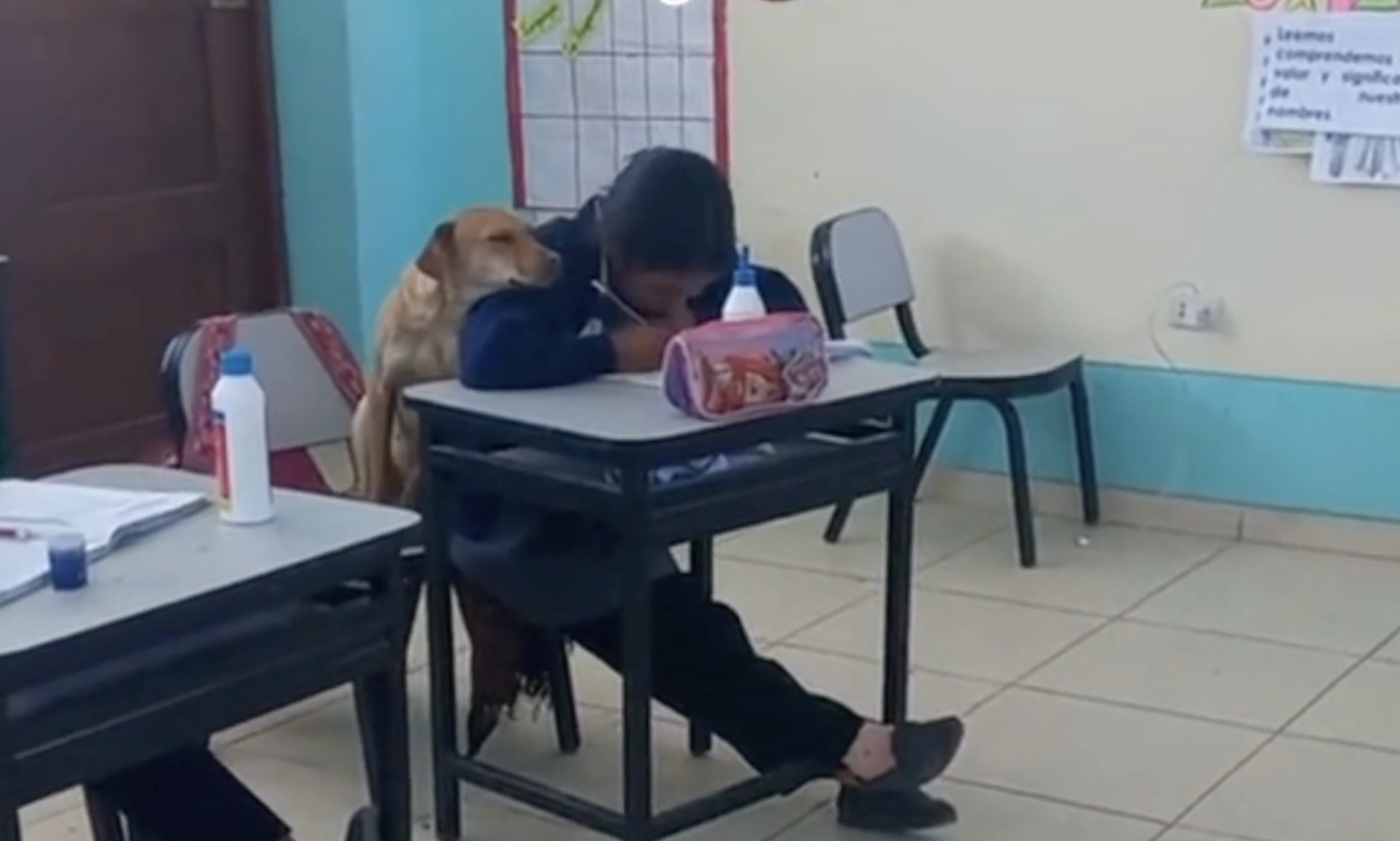 Cão apoia a pequena dona enquanto ela faz um teste na escola. Veja o vídeo, que é maravilhoso