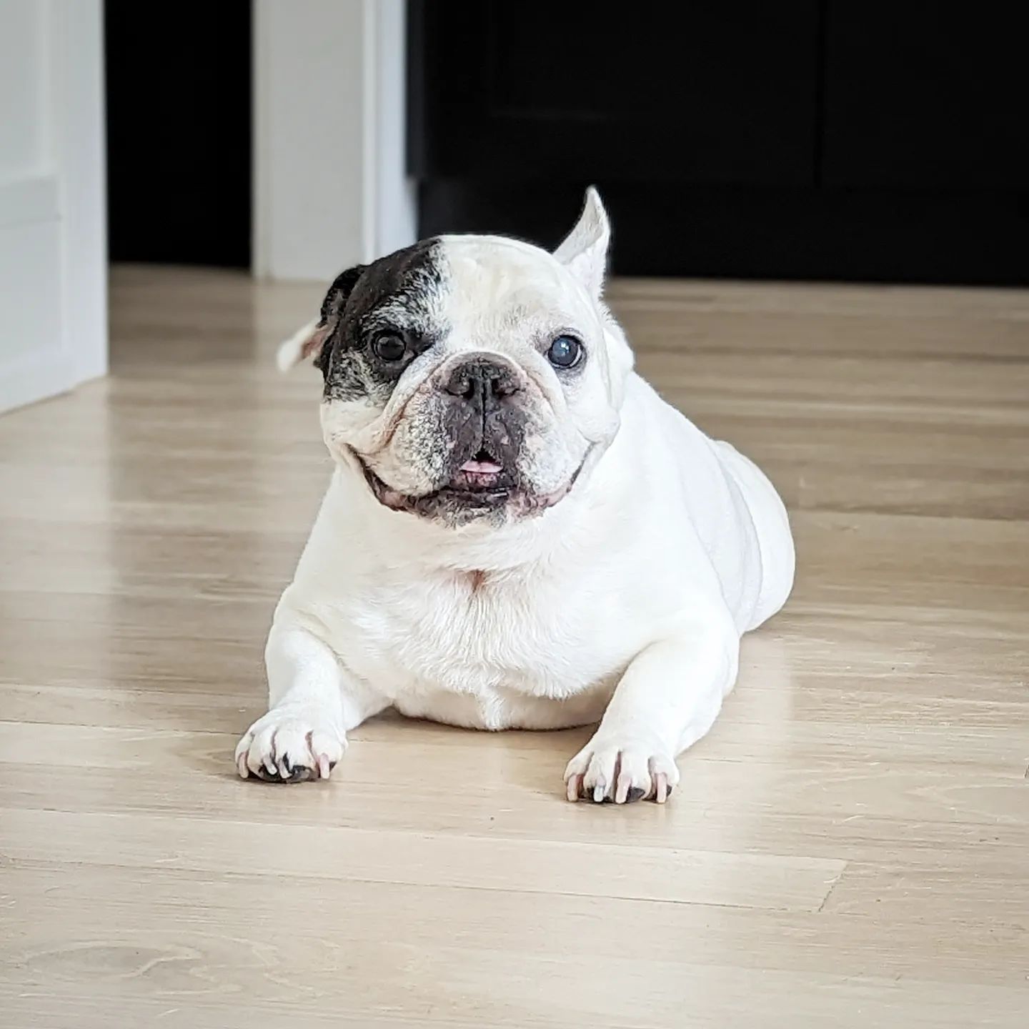 Manny The Frenchie. Buldogue com mais seguidores do mundo morre aos 12 anos