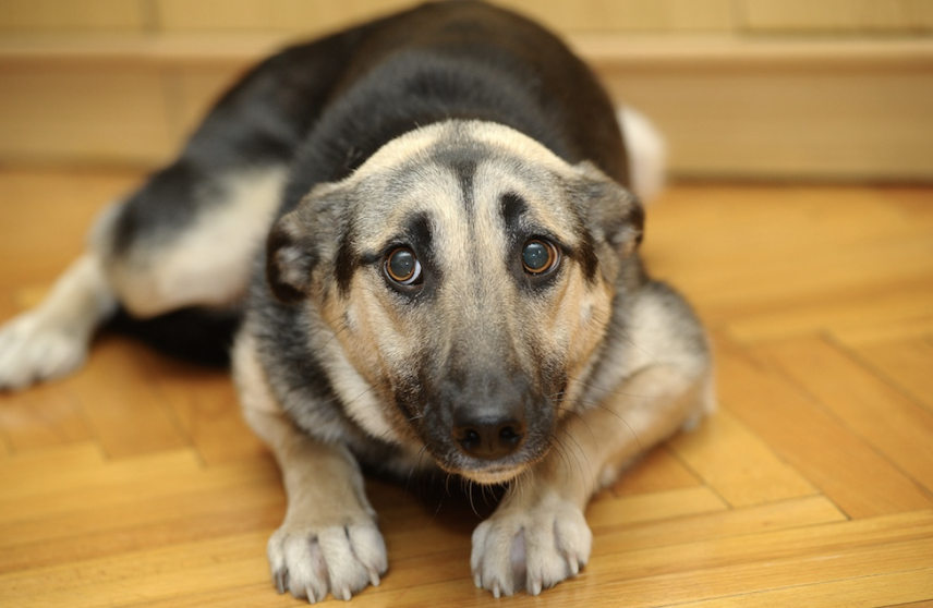 10 dicas para proteger os seus cães do pânico causado pelo fogo de artifício do Réveillon