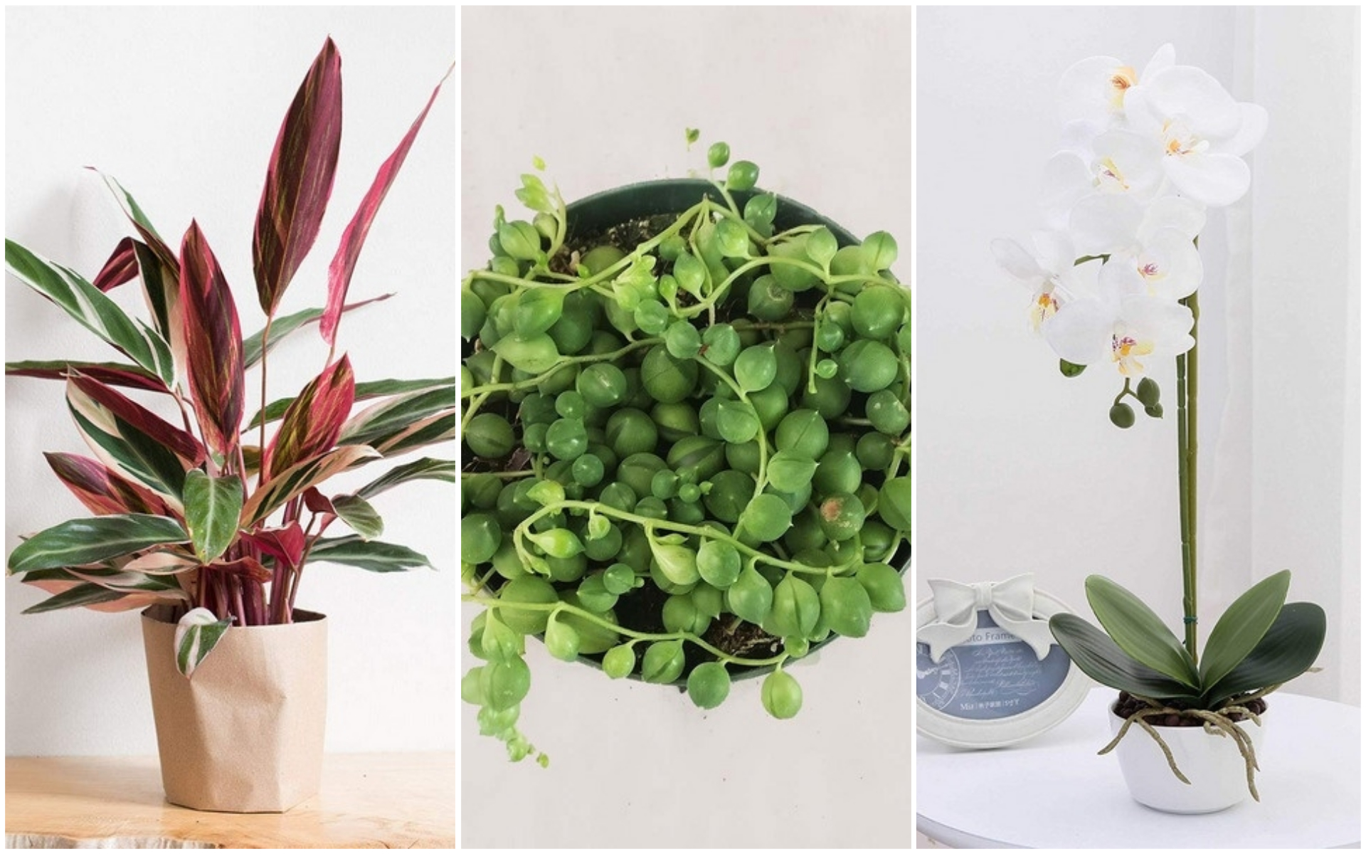 Veja qual destas 28 plantas deve ter em casa de acordo com a sua personalidade e estilo de vida