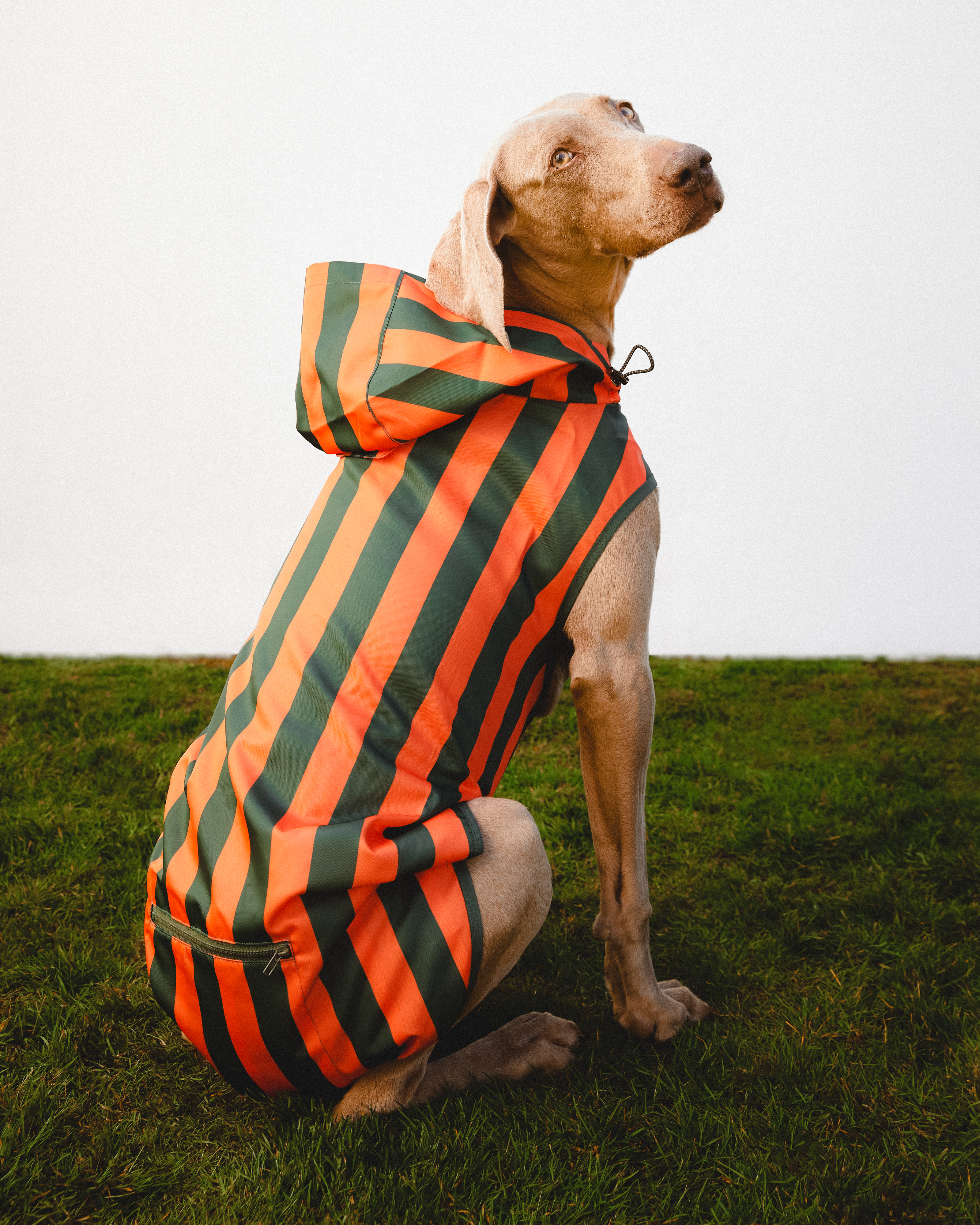 A nova coleção para animais da Parfois (desde 7,99€) vai deixar o seu patudo cheio de estilo