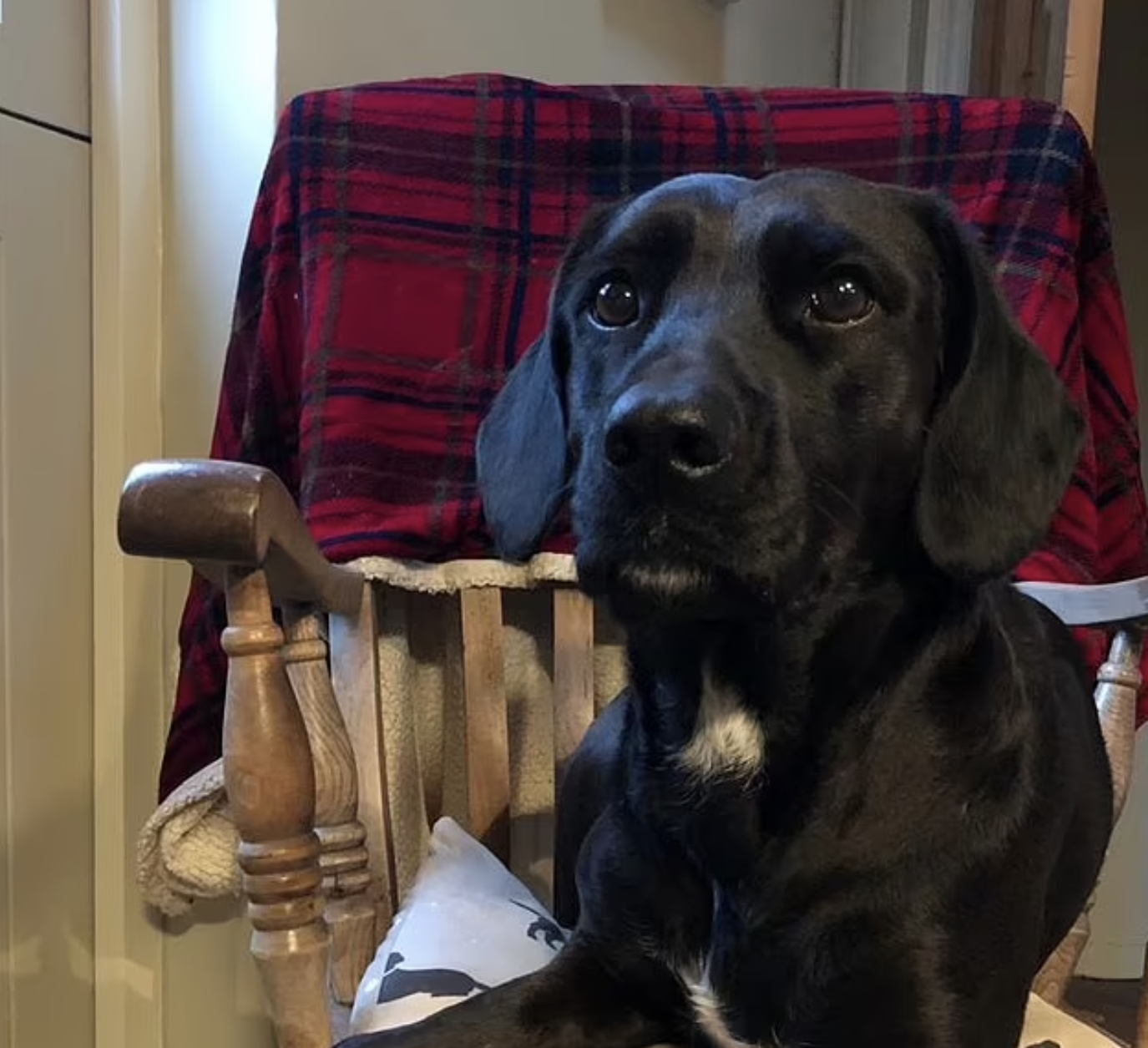 Cão metido no avião errado vai parar à Arábia Saudita. Donos dizem que ficou traumatizado