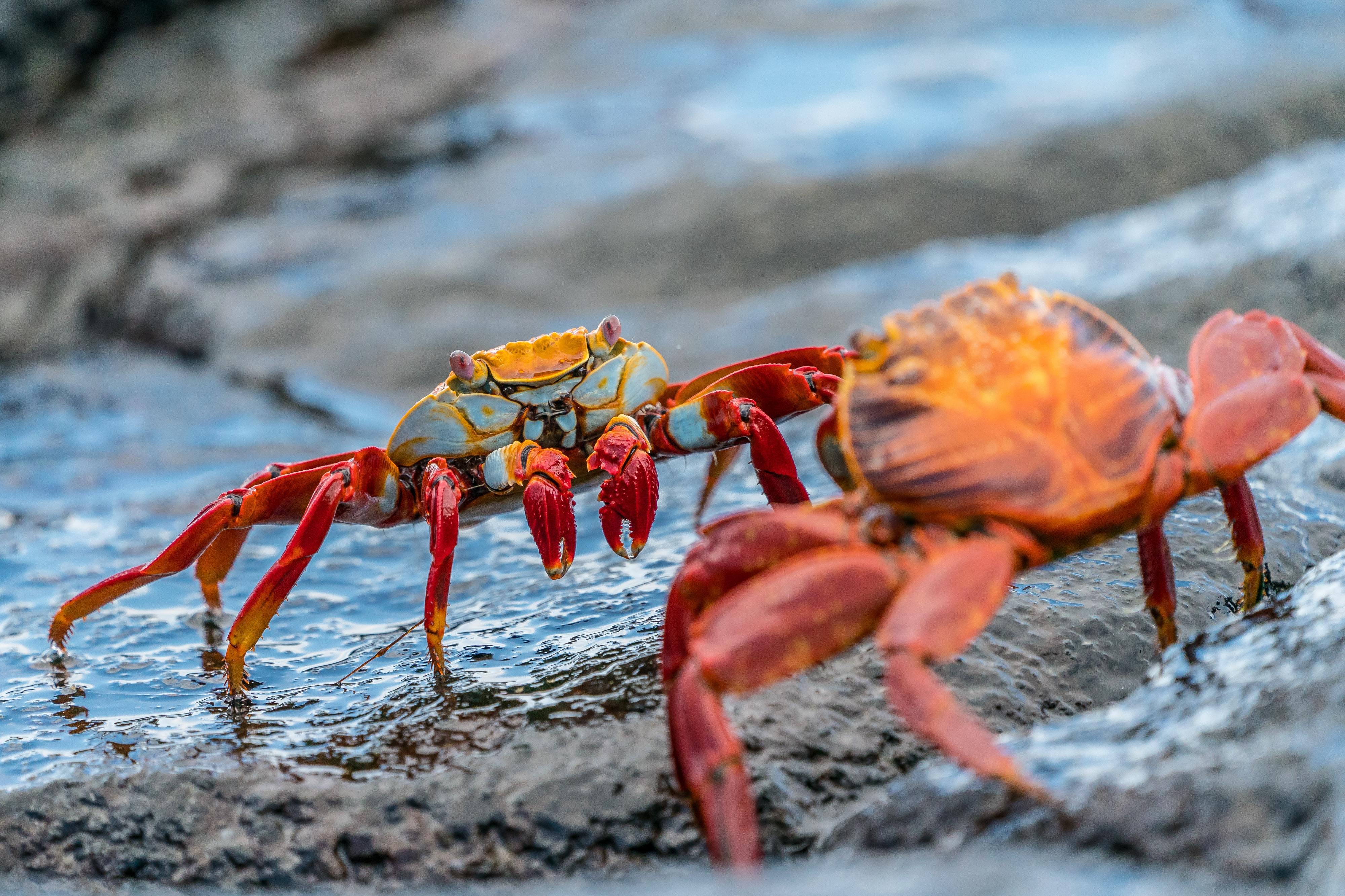 O Pulo do Góbio A Rusga dos 7 Mares: O ranking de biodiversidade