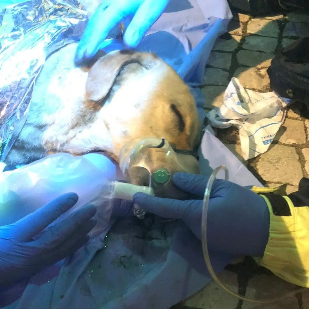 Cadela morre a salvar o dono de um incêndio num prédio de Alvalade. Veja o vídeo da sua retirada