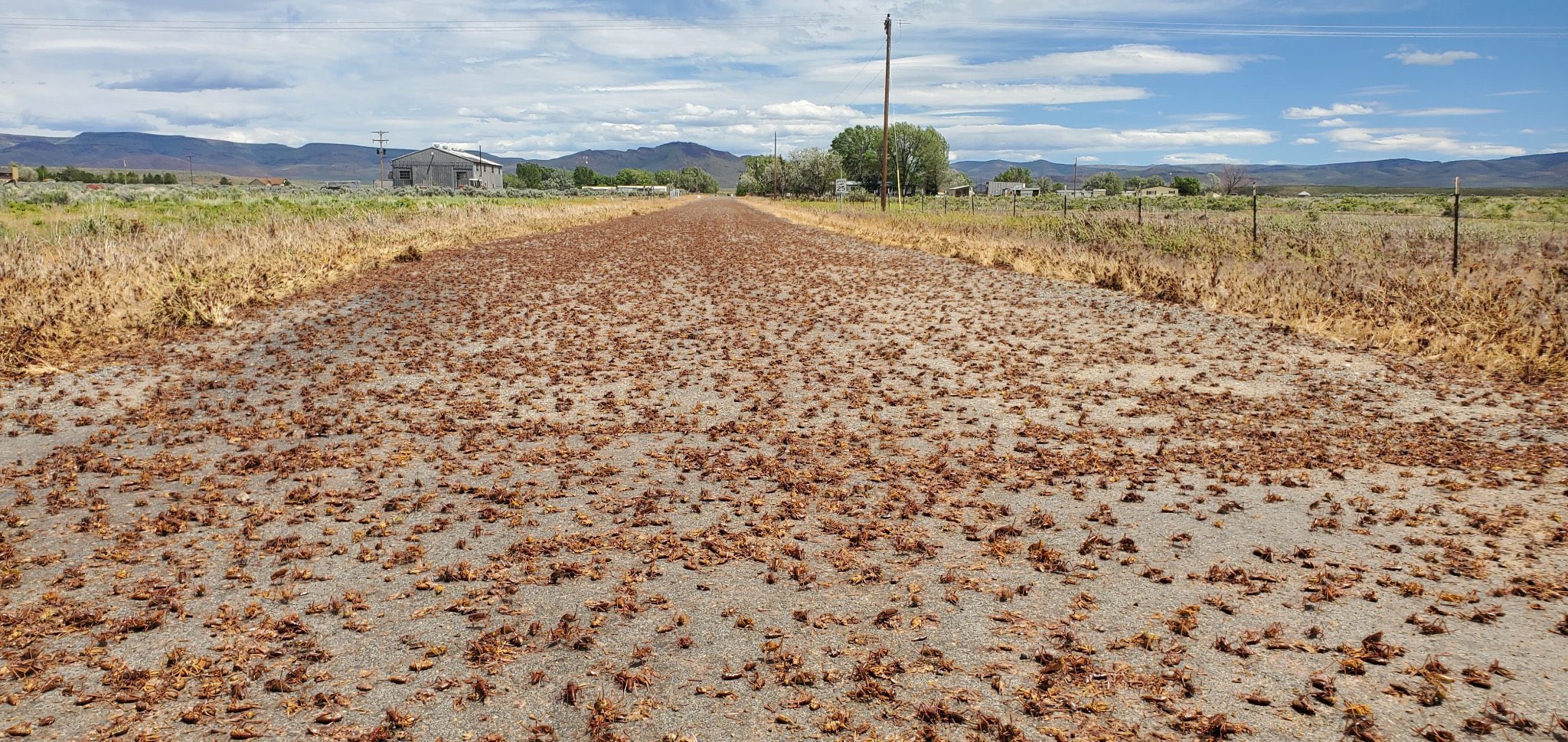 Uma praga de grilos está a fechar as pessoas em casa nos EUA (e a invadir tudo o que é estradas, escolas e parques)