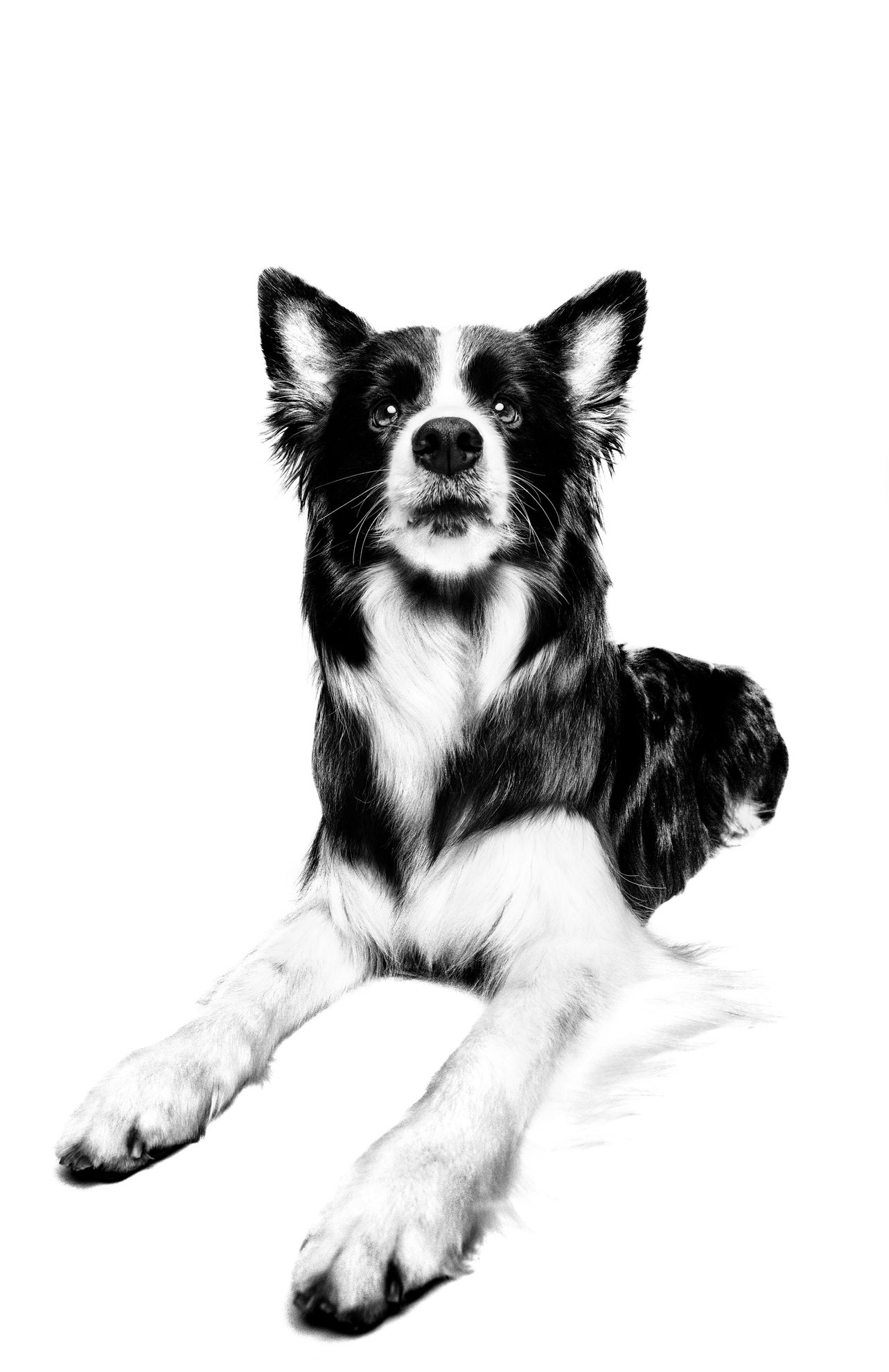 O que é o mixfeeding e como pode ajudar a melhorar a saúde do seu animal