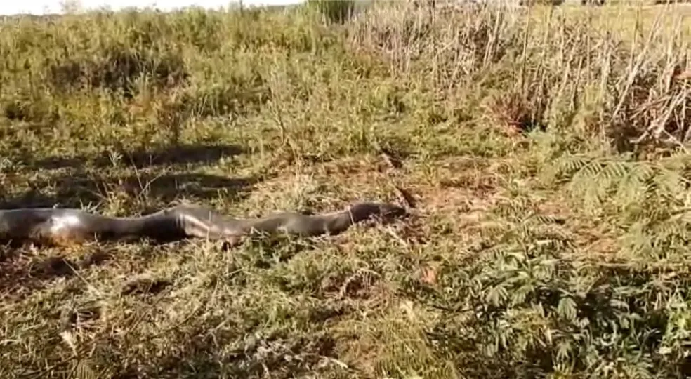 Anaconda com mais de 5 metros reaparece a 600 quilómetros do primeiro avistamento