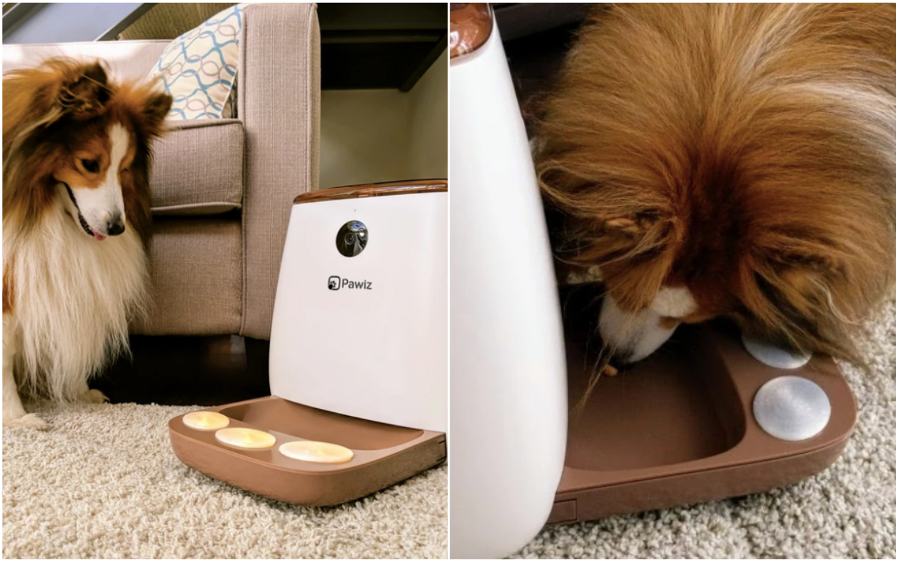 Esta startup vai mudar a minha vida. E se pudesse interagir o dia todo com o seu cão que está sozinho em casa?