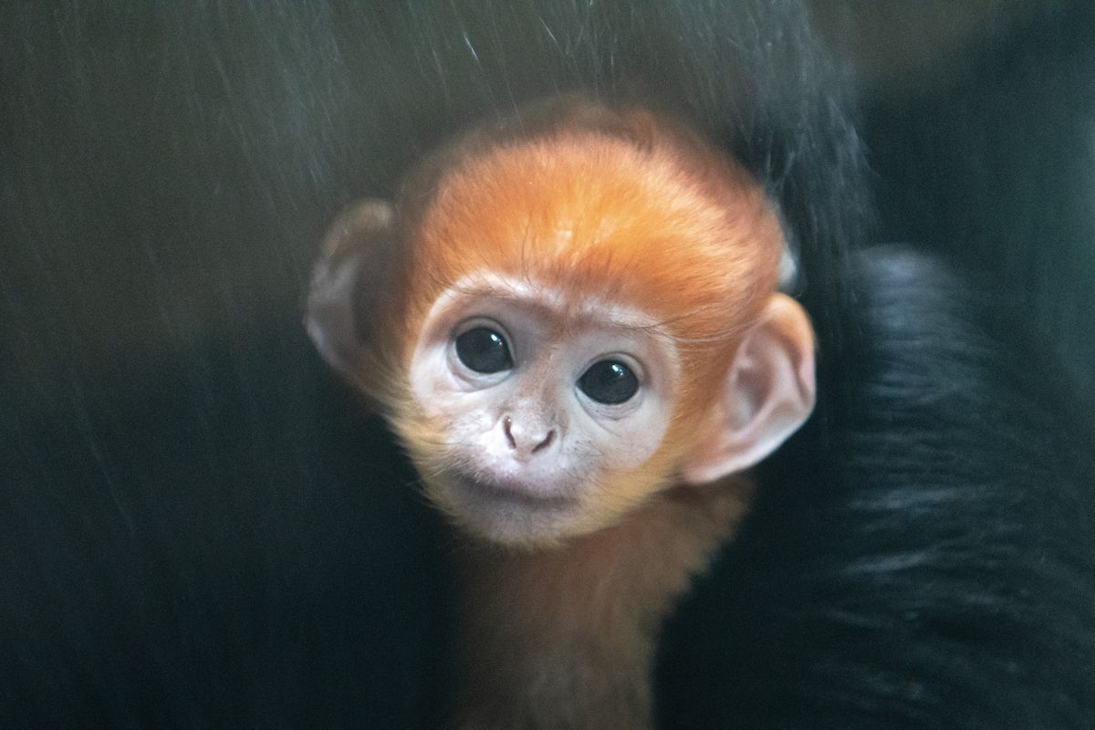 Diga olá ao Kayembe, o fofinho macaco bebé que merece a sua visita. Saiba onde o encontrar