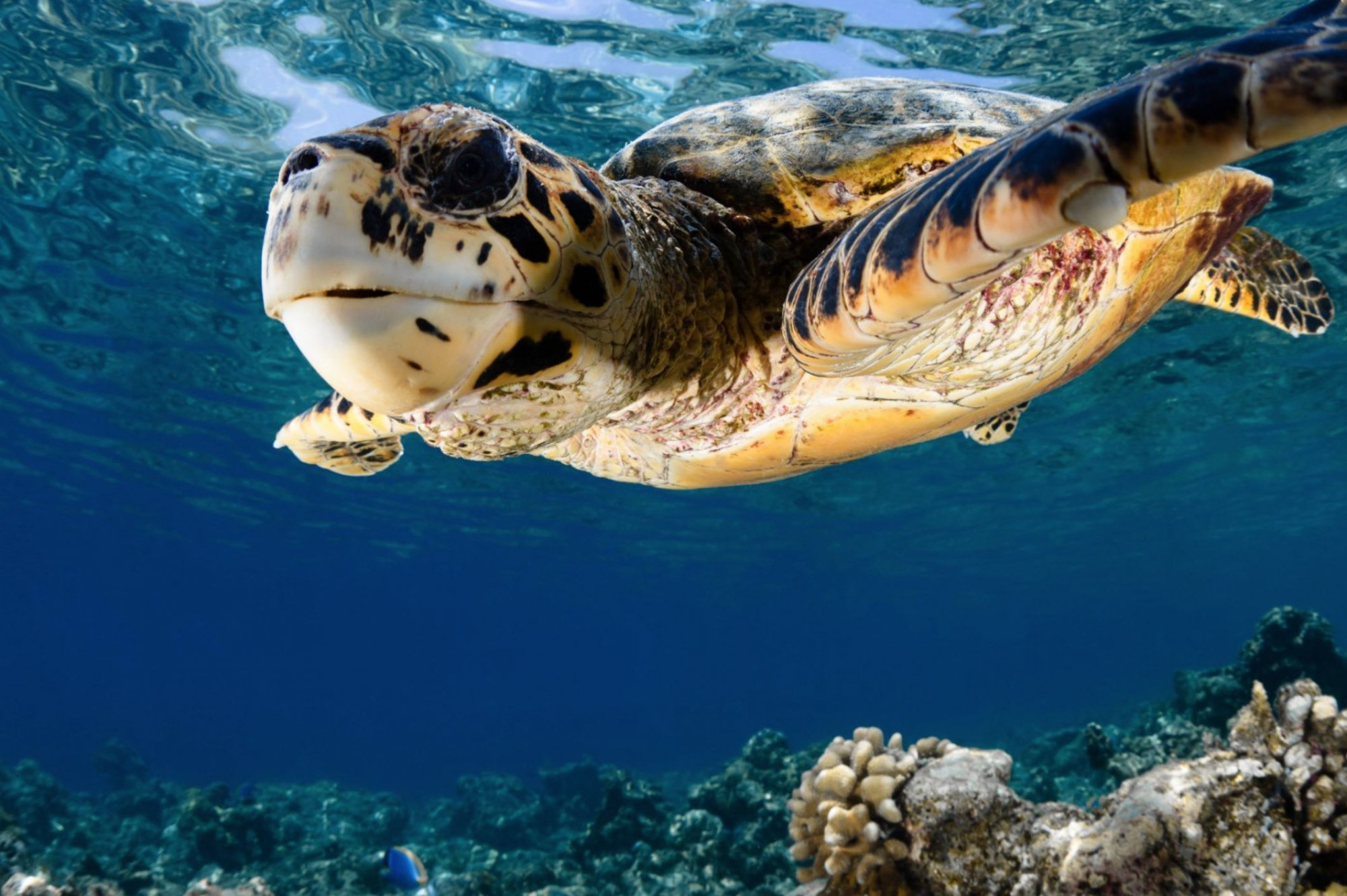 Hotel nas Maldivas procura estagiário para tomar conta de tartarugas bebés