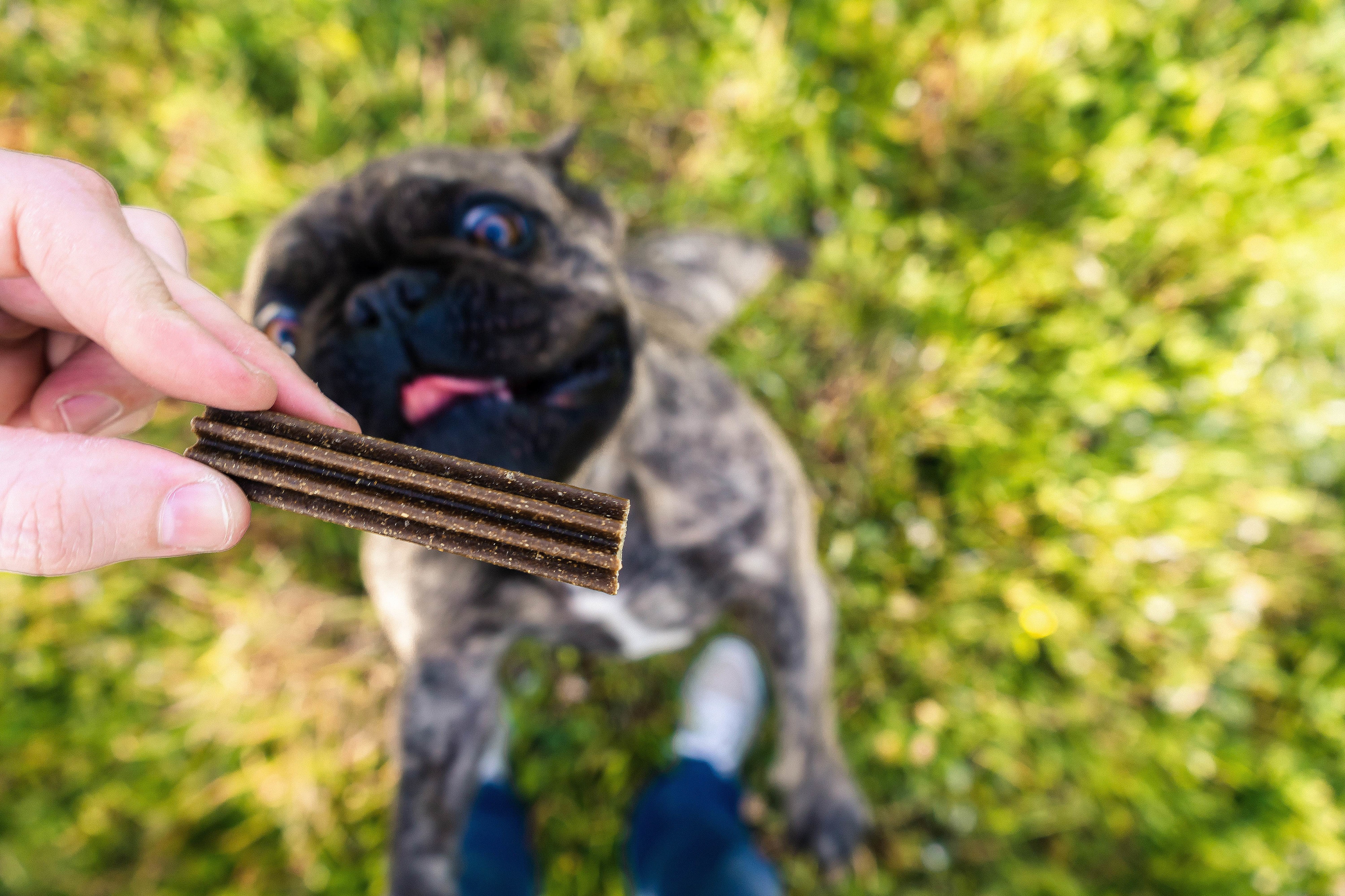 Mudar a ração do seu cão poderá garantir mais 2 anos de vida juntos (e os veterinários aprovam)