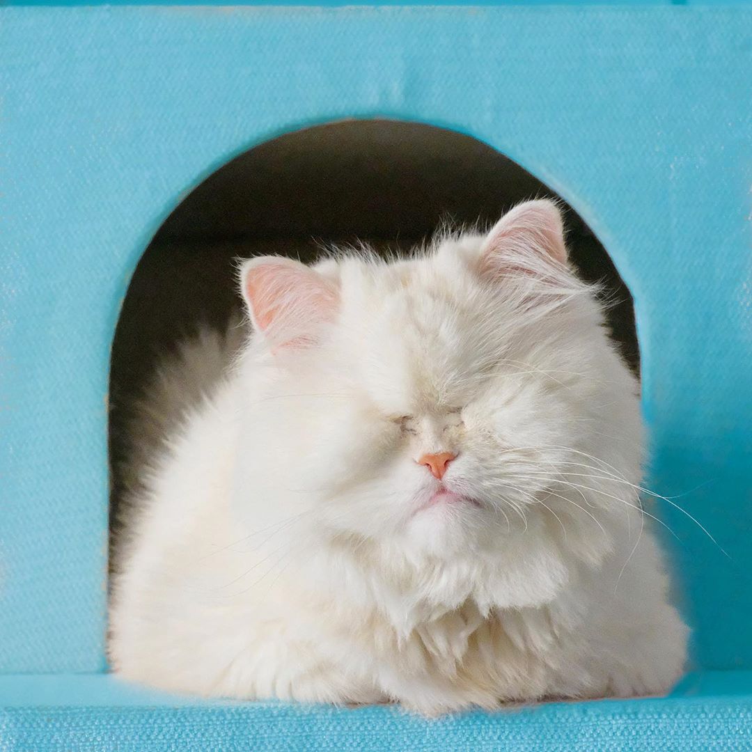 12 fotografias de Moet, a gata cega que é um sucesso no Instagram