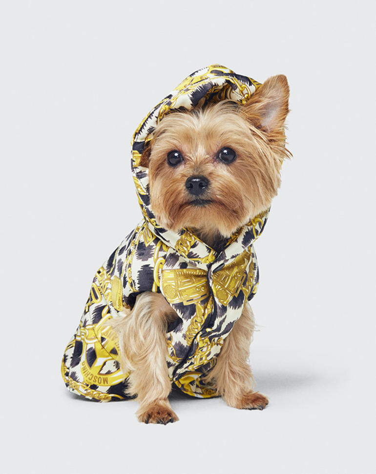 H&M e Moschino lançam coleção de roupa para cães