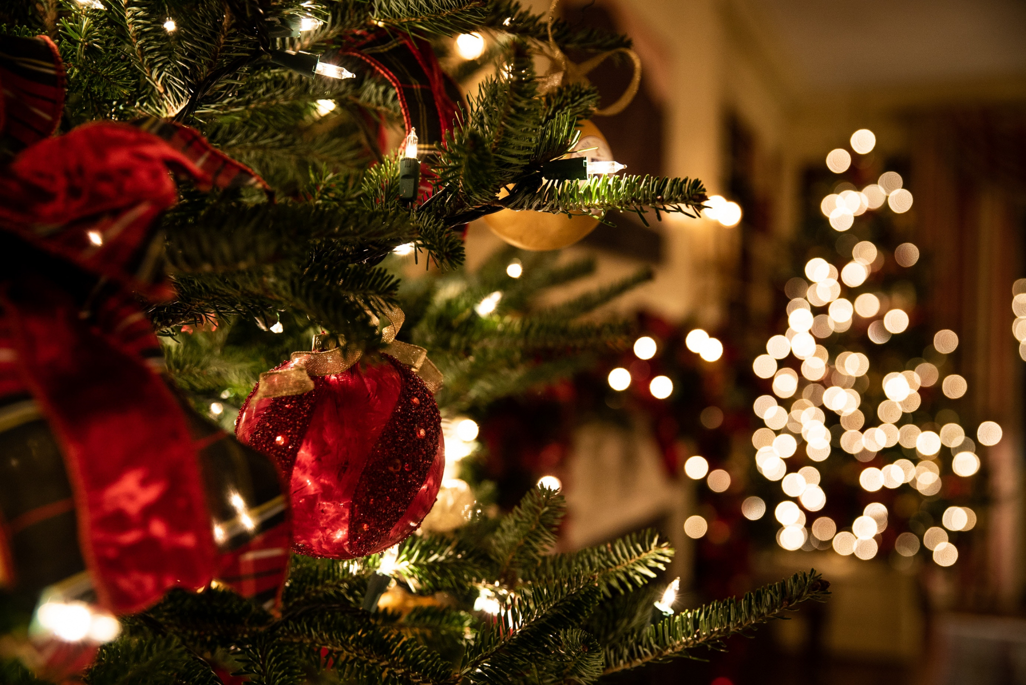 Natal. Esta árvore é perfeita para quem tem gatos em casa (ou miúdos curiosos)