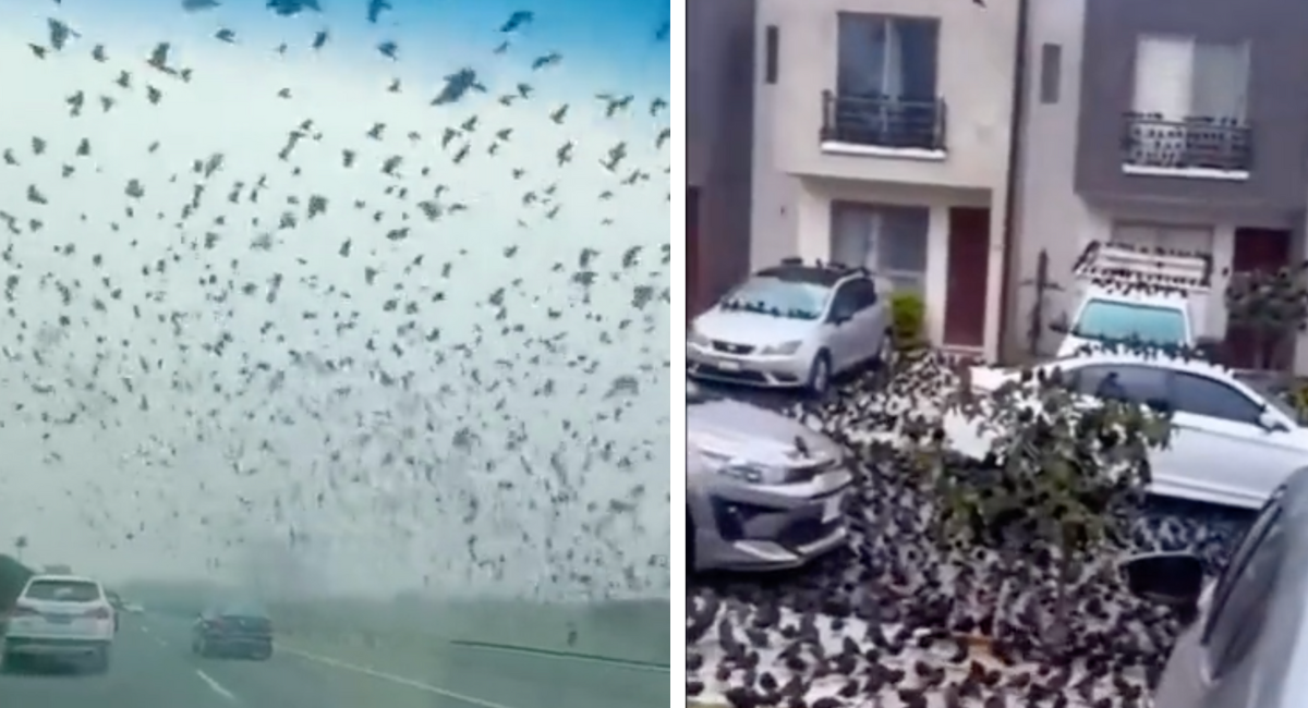 Comportamento louco de milhares de aves deixa especialistas assustados. O que vem aí? Veja o vídeo
