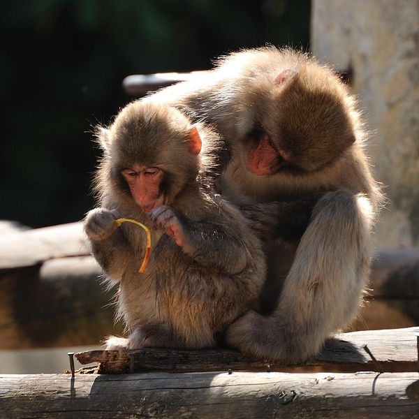4 novidades e crias fofinhas para conhecer no Jardim Zoológico de Lisboa