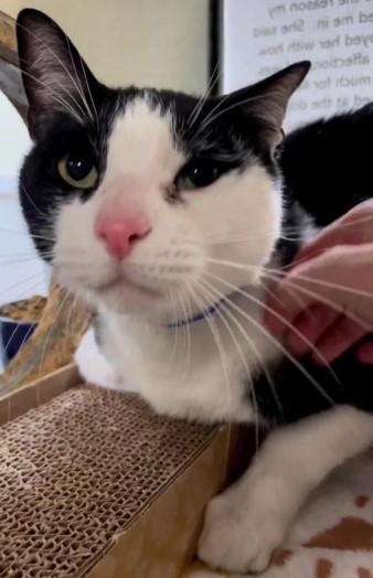 Gato que foi deixado em abrigo de animais por ser “demasiado carinhoso” tem final feliz