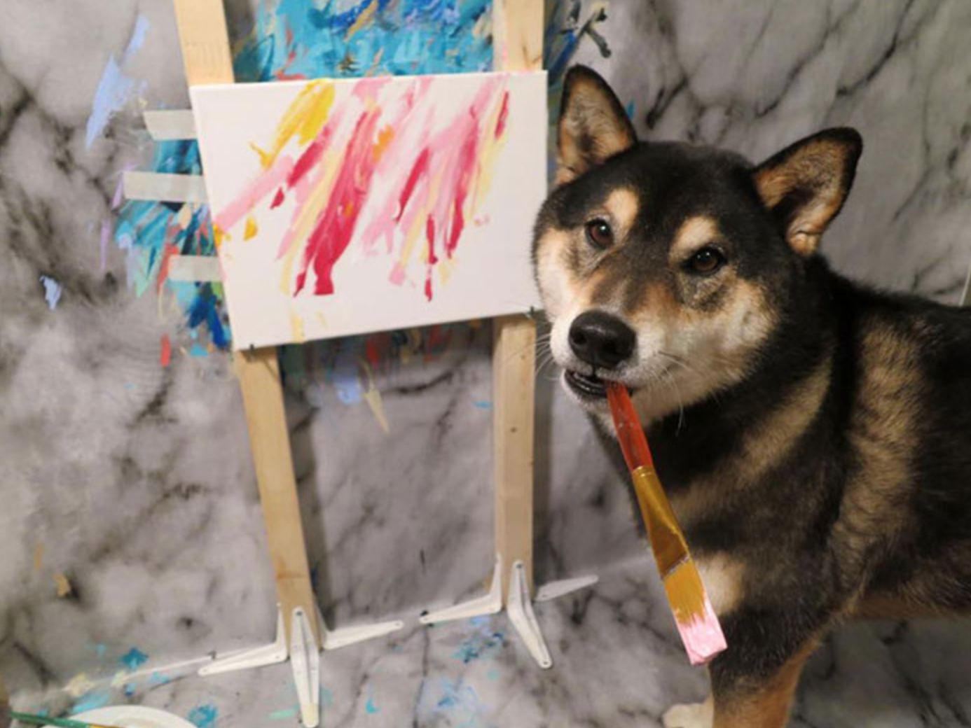 Este cão aprendeu a pintar, é estrela da internet e agora vende quadros