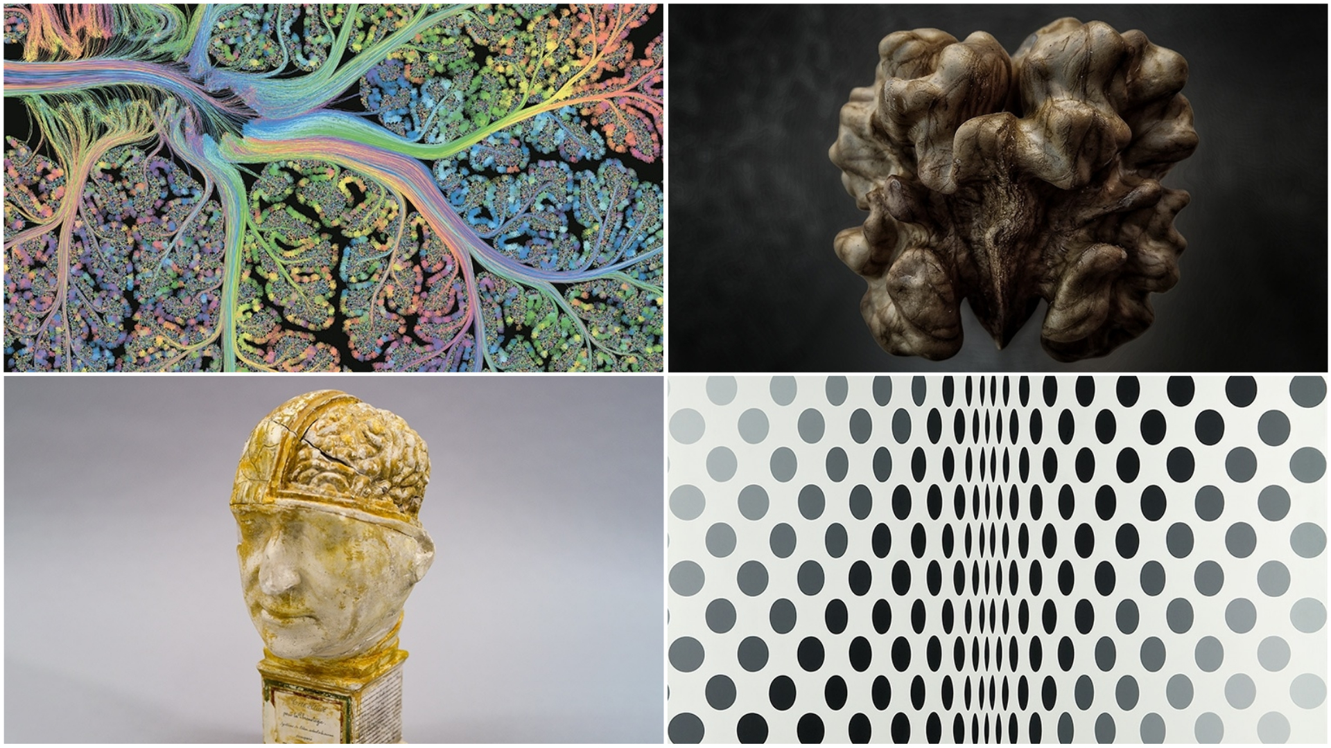 Um neurónio com 12 metros e outras instalações imperdíveis na nova exposição sobre o cérebro