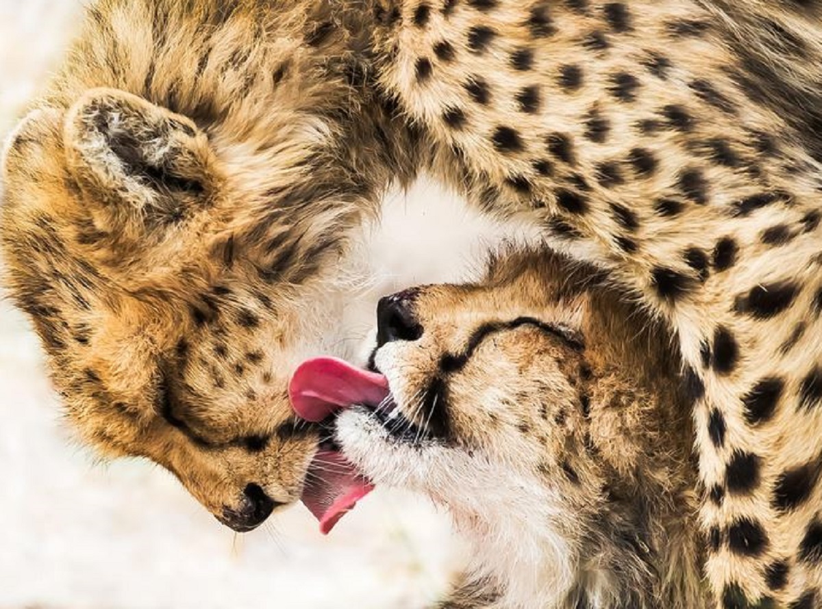 RT já foi banido, mas ainda há um canal russo ativo em Portugal. Operadora explica porquê