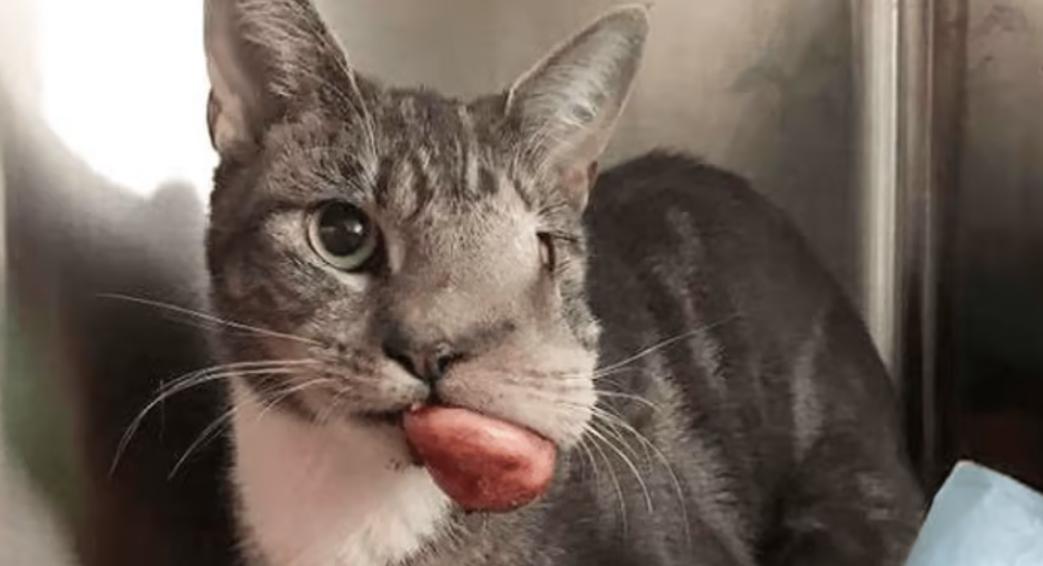 Ninguém queria adotar esta gatinha com um cancro. Mas nem vai acreditar como ela ficou depois de operada