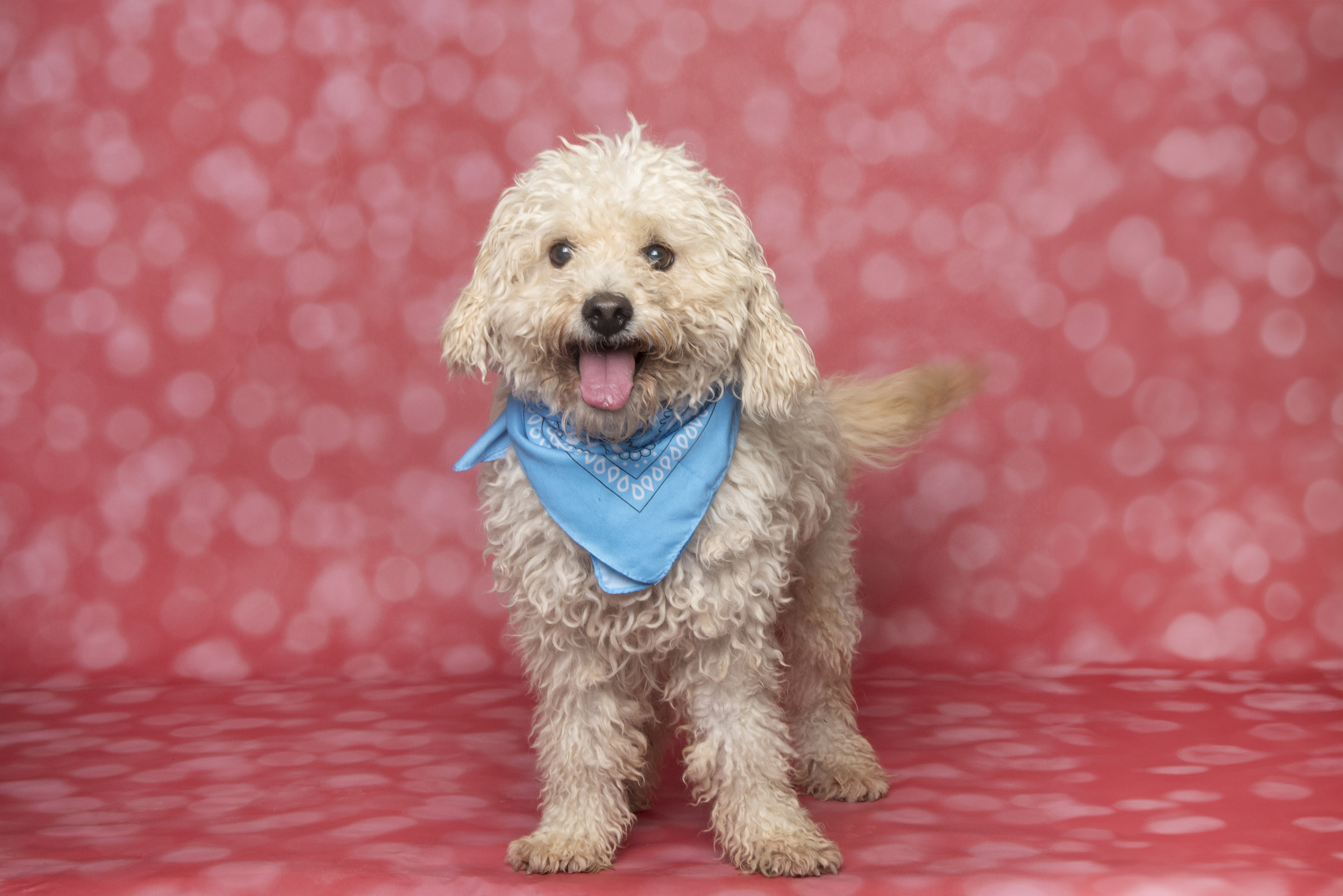 AlgarveShopping é o spot perfeito para adotar um cão. Veja 6 fotos de patudos que lá vão estar