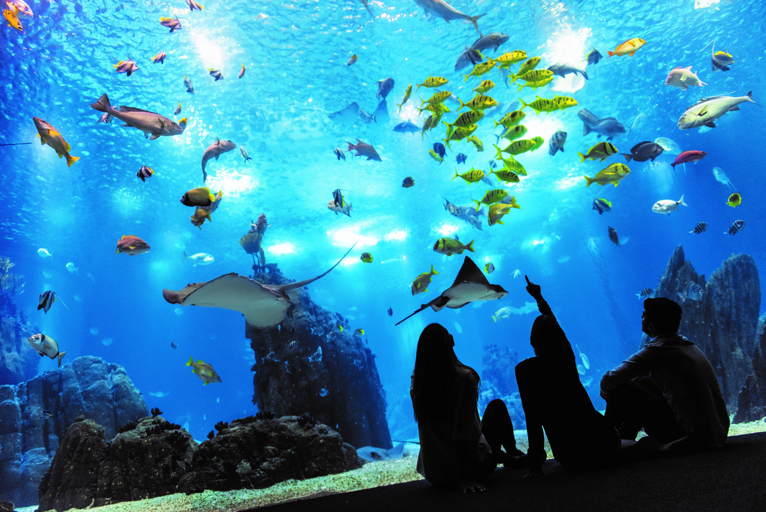 Alerta, poupança. Oceanário de Lisboa tem bilhetes para jovens a 7,50€ (por tempo limitado)