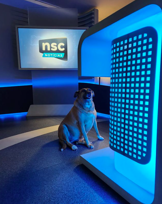 Cadela que viralizou por invadir noticiário em direto é adotada pela equipa