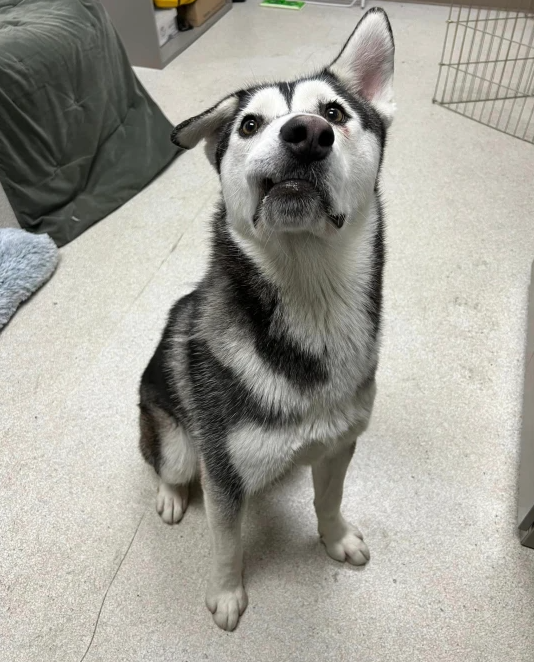 Família percorre mais de 2500 quilómetros para adotar husky que nasceu com um sorriso torto