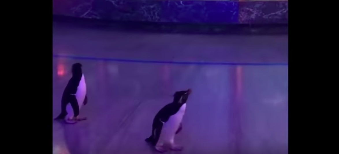 Este aquário fechou e dois pinguins aproveitaram para andar a passear no espaço. O vídeo hilariante já é viral