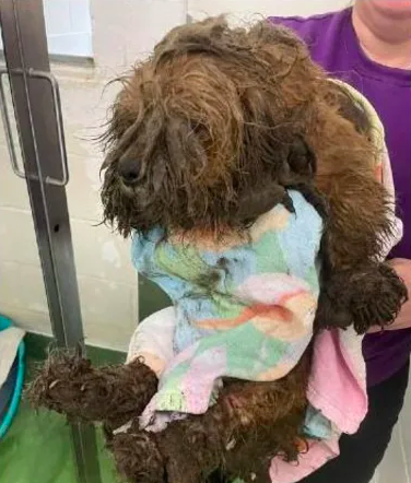 Cão fica irreconhecível após ser resgatado por abrigo de animais. Veja como ficou