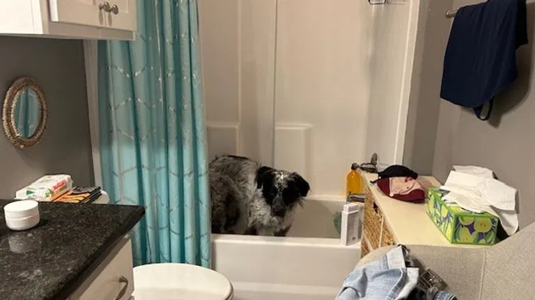Cão esconde-se na banheira para se proteger de tempestade (e já não é a primeira vez)