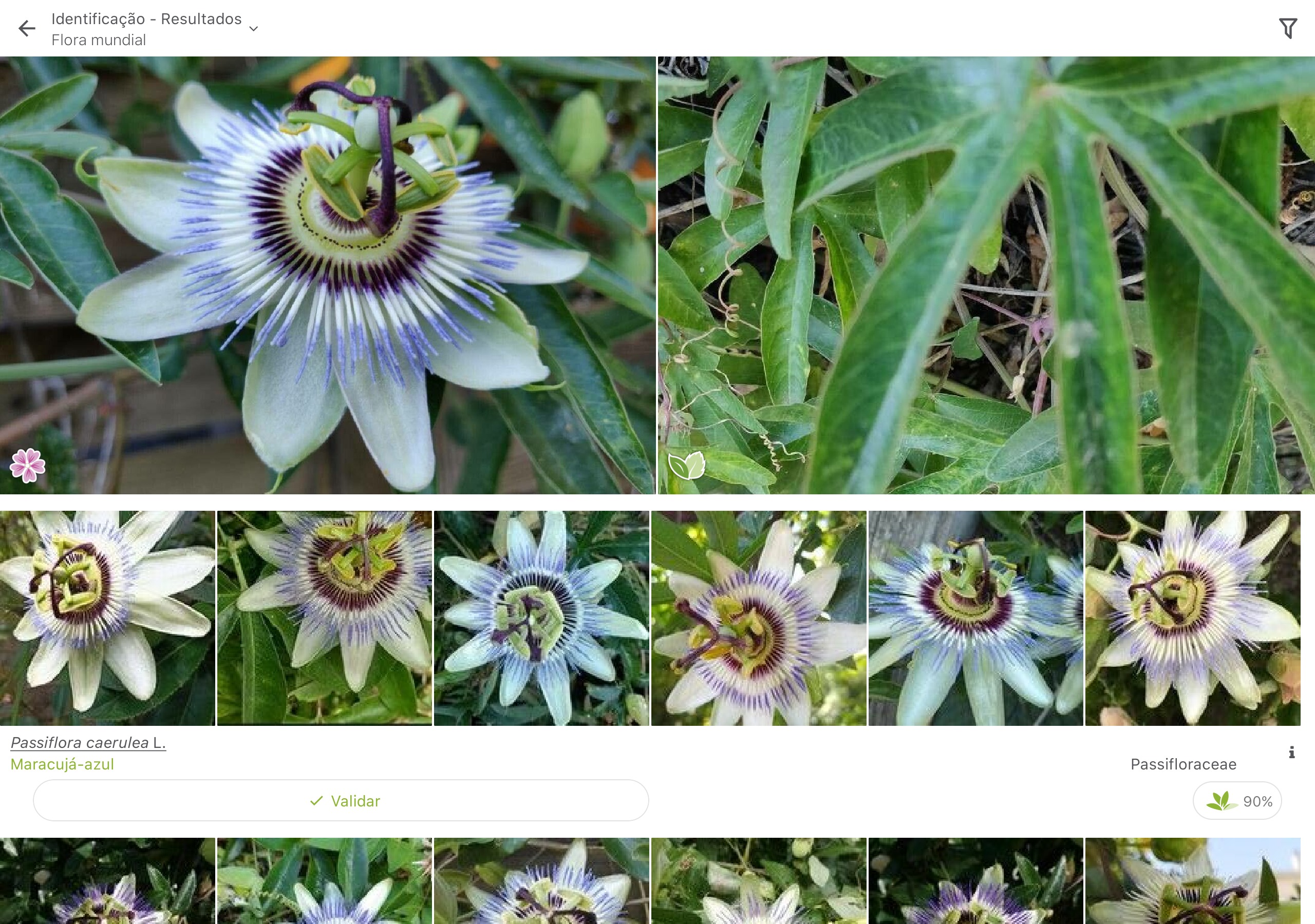 Identificação de plantas conta com a ajuda da PlantNet