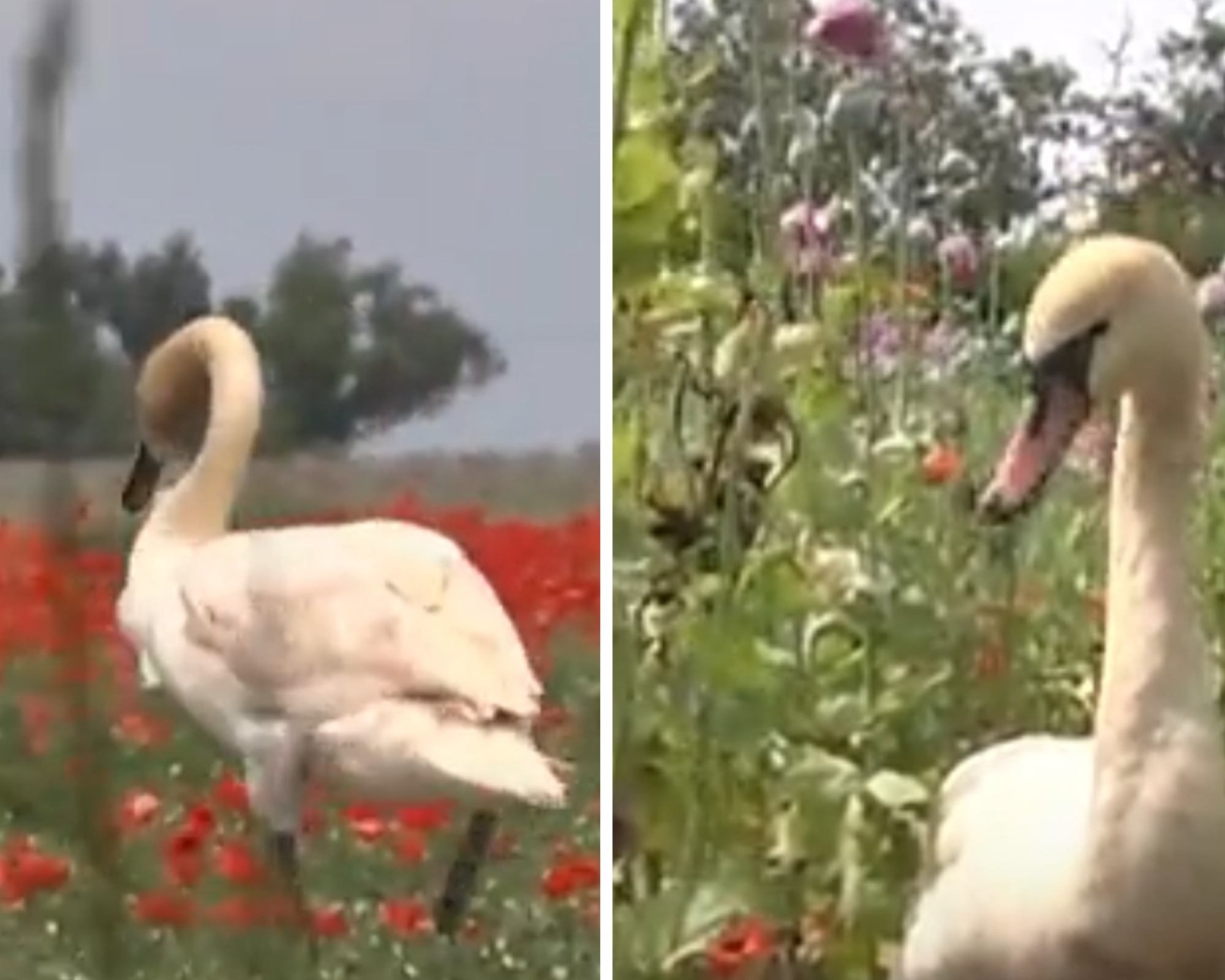 Cisnes encontram refúgio num campo de papoilas e acabam drogados (e sem conseguirem voar)