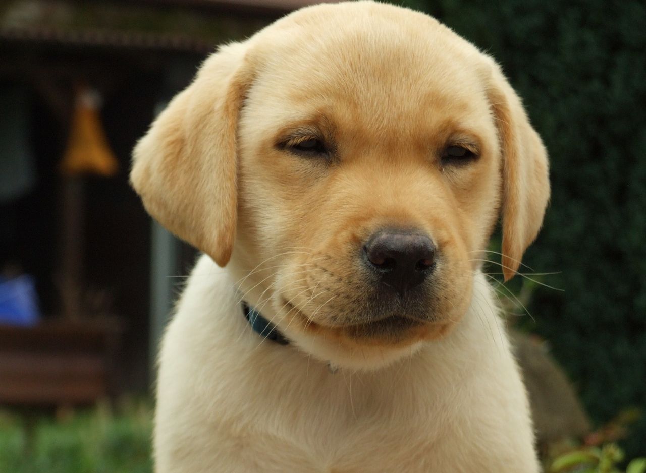 A ciência é que sabe: a idade dos cães é para multiplicar por mais de sete. Ou não