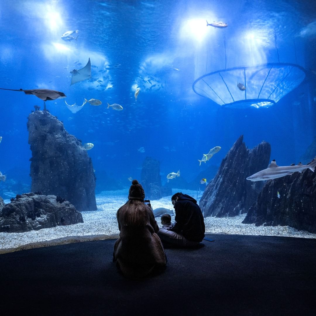 Já pode visitar o Oceanário de Lisboa à noite — e os bilhetes são mais baratos. Quanto custam?
