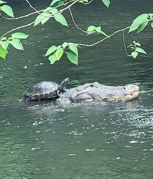 Esta é a imagem mais surreal que vai ver hoje: uma tartaruga à boleia de um jacaré. Saiba o contexto