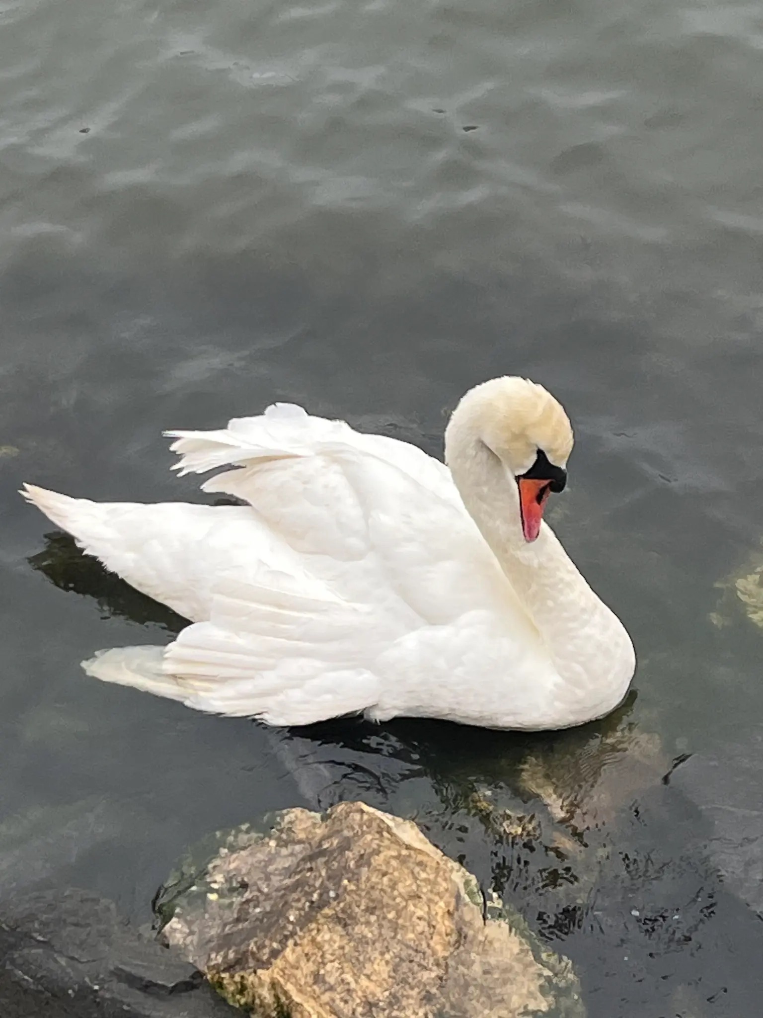 Cisne morto à pedrada deixa rio de Nova Iorque sem emblemático par de animais. Perceba o caso