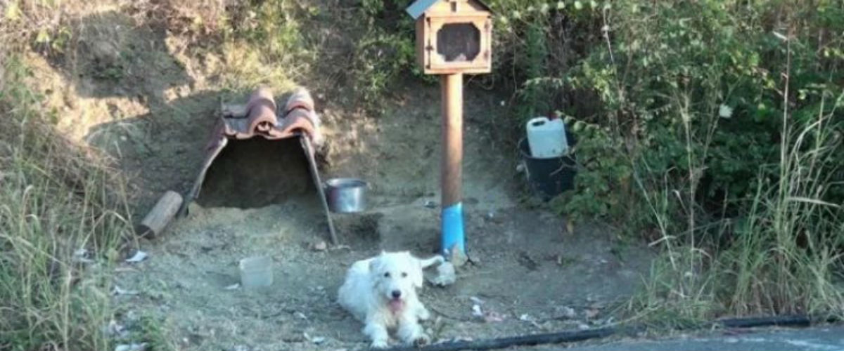 Cão espera todos os dias por dono no local onde este morreu