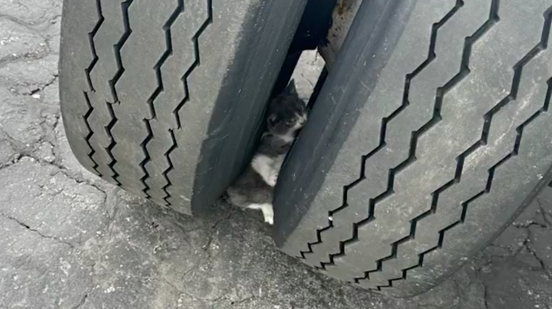 Este gatinho foi encontrado preso entre as rodas de um camião. Veja o vídeo do resgate