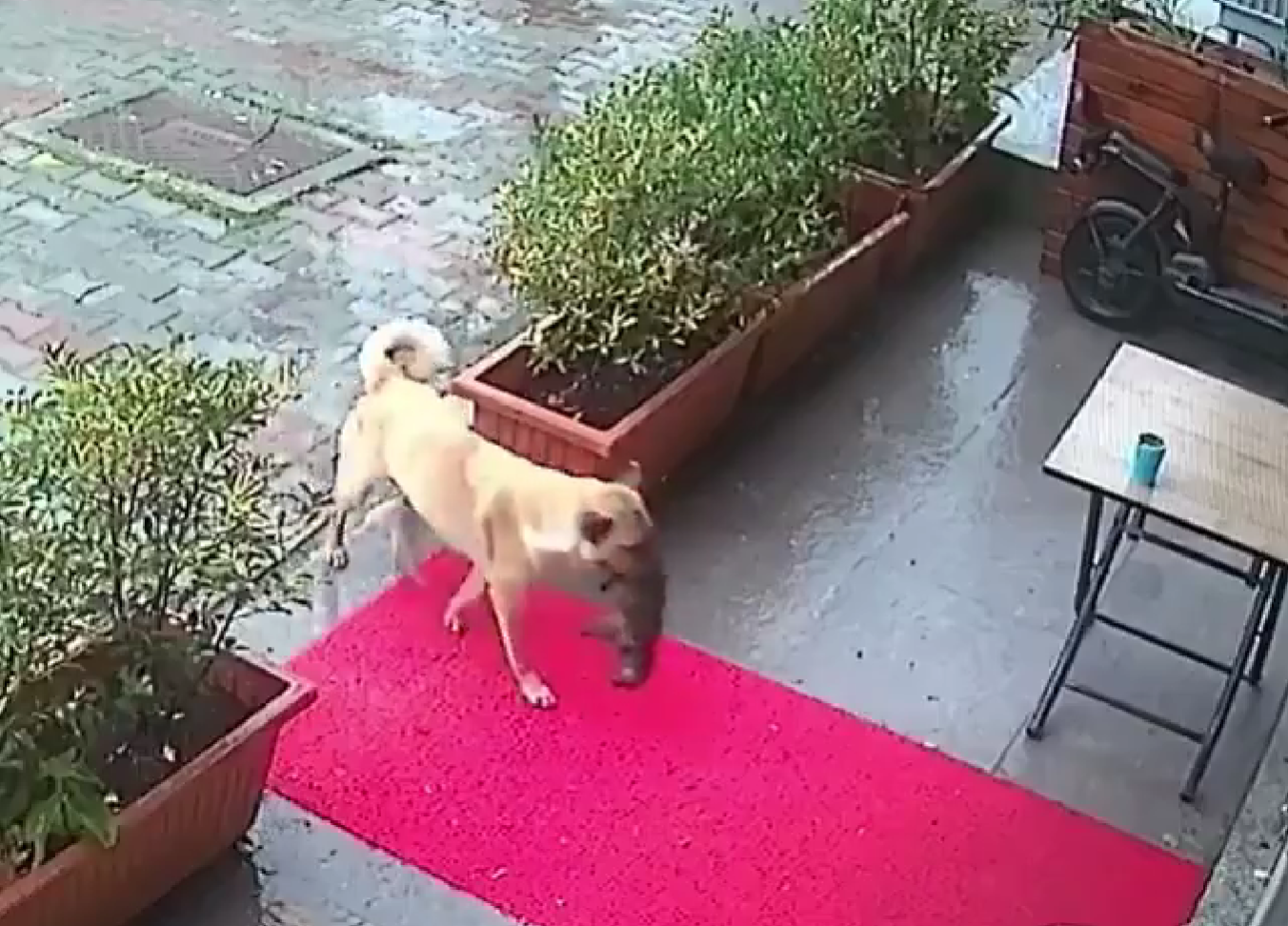 Cadela leva filhote a morrer de frio até à porta da veterinária. Veja o vídeo incrível