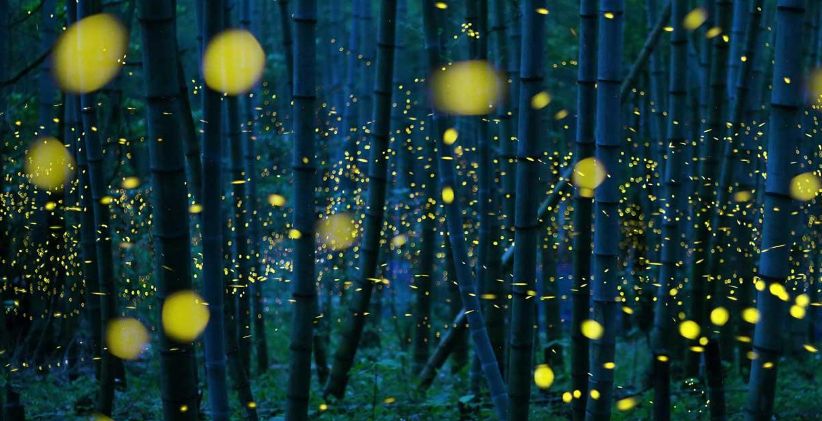 Fui fazer uma formação de leitura de aura alquímica. Sabe o que é?