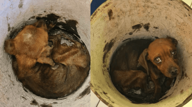 Dono entrega o cão a um abrigo dentro de um balde com óleo do carro e esquelético