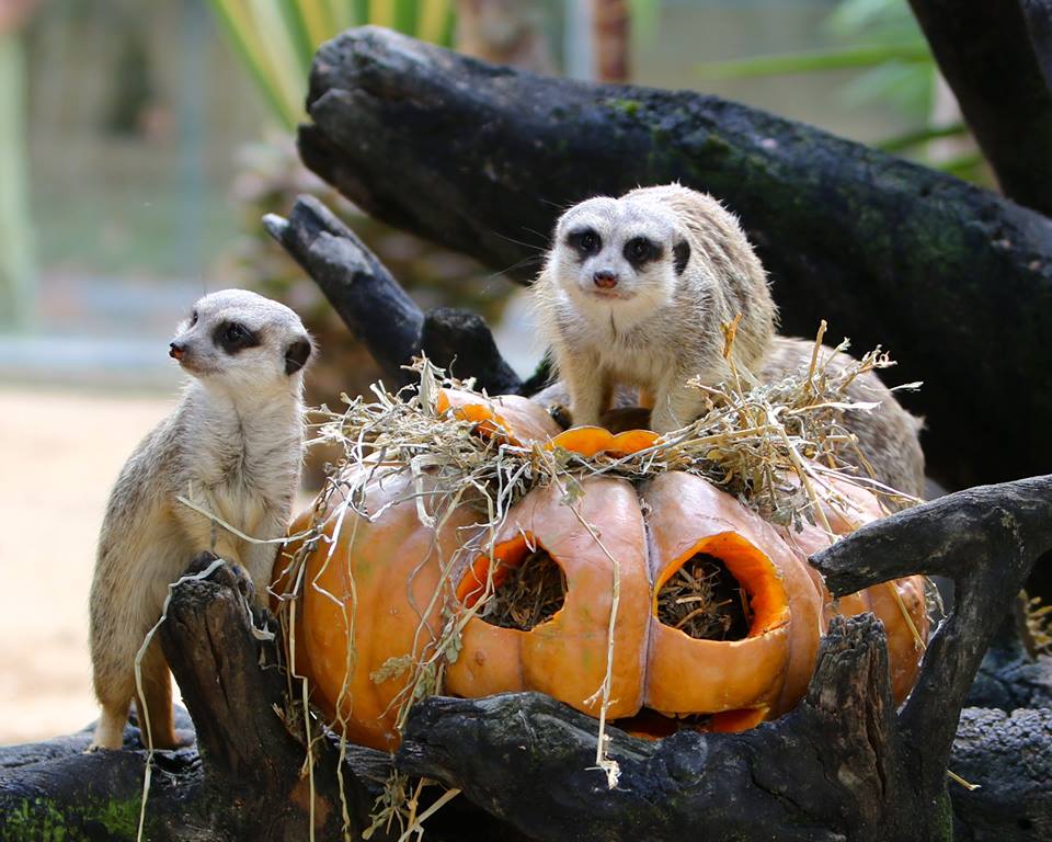 Halloween no Jardim Zoológico de Lisboa. Os miúdos vão delirar com estes 3 dias de animação
